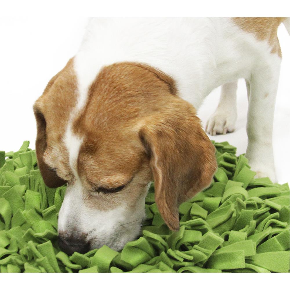 Schnüffelrasen 1 Stück